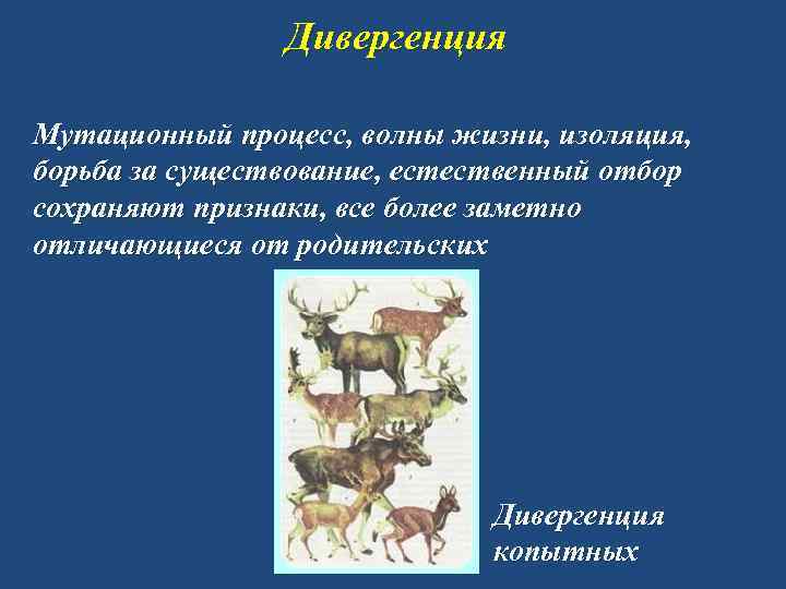 Дивергенция Мутационный процесс, волны жизни, изоляция, борьба за существование, естественный отбор сохраняют признаки, все