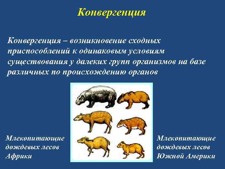 Конвергенция – возникновение сходных приспособлений к одинаковым условиям существования у далеких групп организмов на