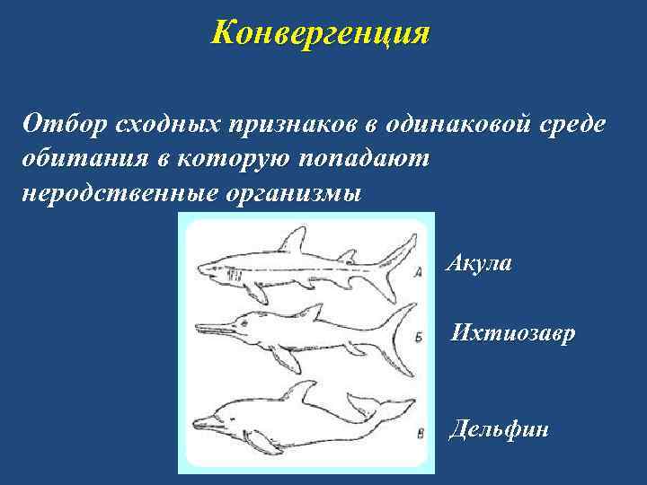 Конвергенция Отбор сходных признаков в одинаковой среде обитания в которую попадают неродственные организмы Акула