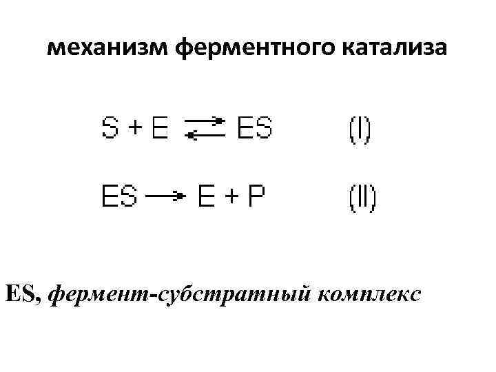 механизм ферментного катализа ES, фермент-субстратный комплекс 
