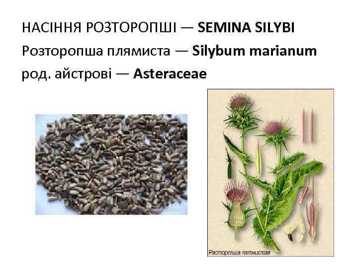 НАСIННЯ РОЗТОРОПШI — SEMINA SILYBI Розторопша плямиста — Silybum marianum род. aйстрові — Asteraceae