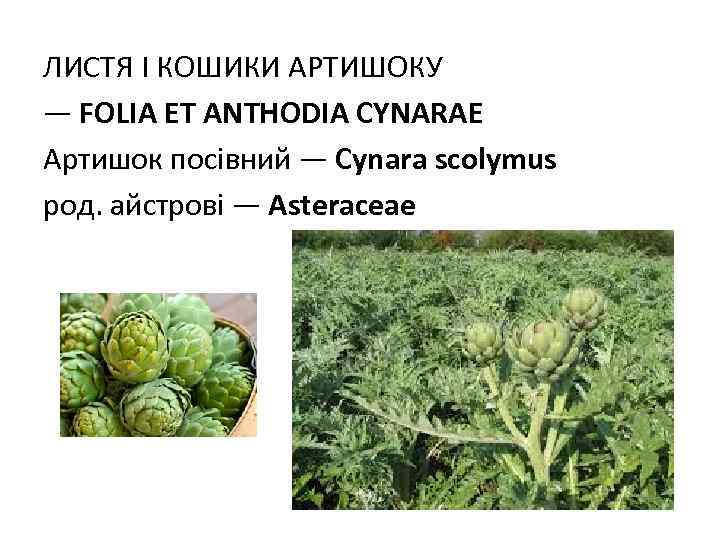 ЛИСТЯ I КОШИКИ АРТИШОКУ — FOLIA ЕT АNTHODIA CYNARAE Артишок посівний — Cynara scolymus