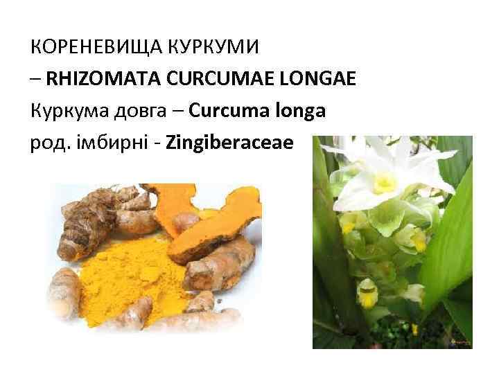 КОРЕНЕВИЩА КУРКУМИ – RHIZOMATA CURCUMAE LONGAE Куркума довга – Curcuma longa род. імбирні -