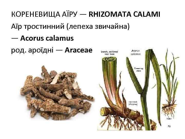 КОРЕНЕВИЩА АЇРУ — RHIZOMATA СALAMI Аїр тростинний (лепеха звичайна) — Acorus calamus род. ароїдні