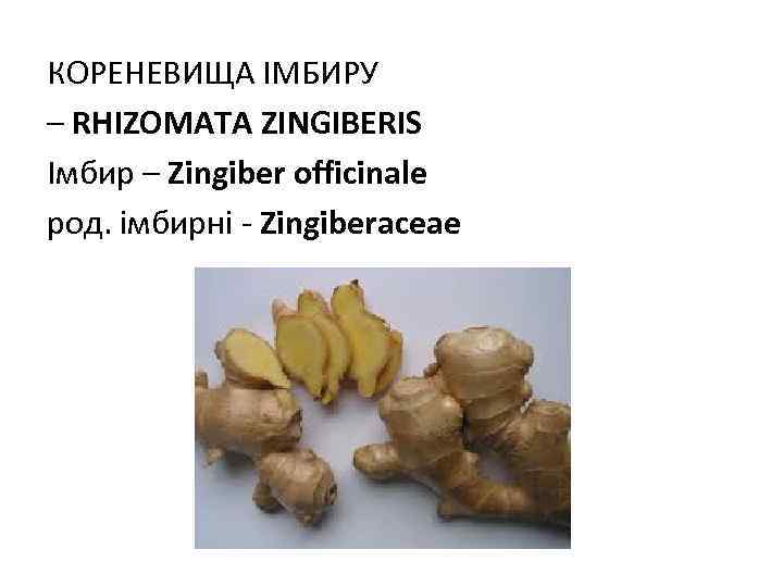 КОРЕНЕВИЩА ІМБИРУ – RHIZOMATA ZINGIBERIS Імбир – Zingiber officinale род. імбирні - Zingiberaceae 