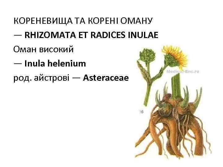 КОРЕНЕВИЩА ТА КОРЕНI ОМАНУ — RHIZOMATA ET RADICES INULAE Оман високий — Inula helenium