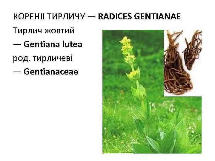 КОРЕНIІ ТИРЛИЧУ — RADICES GENTIANAE Тирлич жовтий — Gentiana lutea род. тирличеві — Gentianaceae