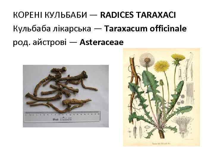 КОРЕНI КУЛЬБАБИ — RADICES TARAXACI Кульбаба лікарська — Taraxacum officinale род. айстрові — Asteraceae