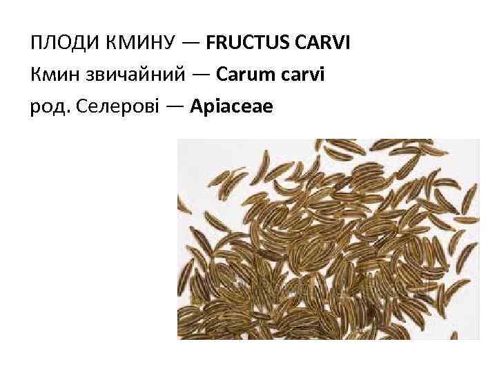 ПЛОДИ КМИНУ — FRUCTUS CARVI Кмин звичайний — Carum carvi род. Селерові — Apiaceae