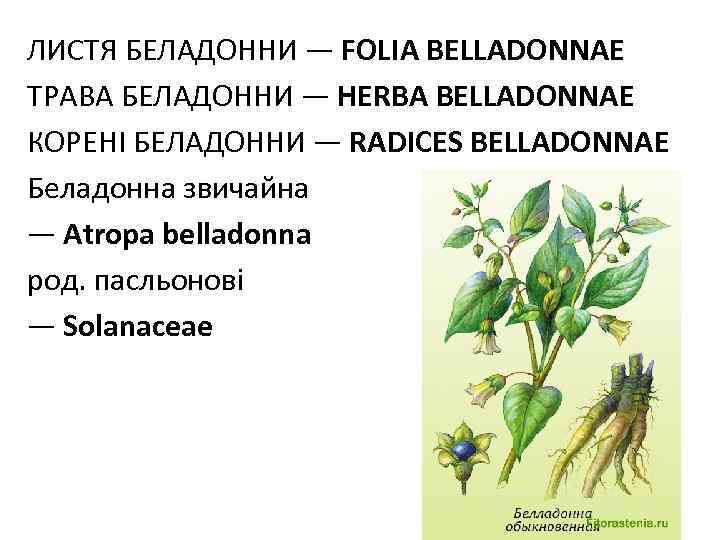 ЛИСТЯ БЕЛАДОННИ — FOLIA BELLADONNAE ТРАВА БЕЛАДОННИ — HERBA BELLADONNAE КОРЕНI БЕЛАДОННИ — RADICES