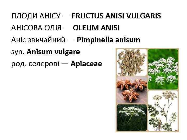 ПЛОДИ АНIСУ — FRUCTUS ANISI VULGARIS АНIСОВА ОЛIЯ — OLEUM ANISI Аніс звичайний —