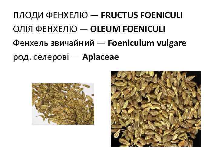 ПЛОДИ ФЕНХЕЛЮ — FRUCTUS FOENICULI ОЛIЯ ФЕНХЕЛЮ — OLEUM FOENICULI Фенхель звичайний — Foeniculum