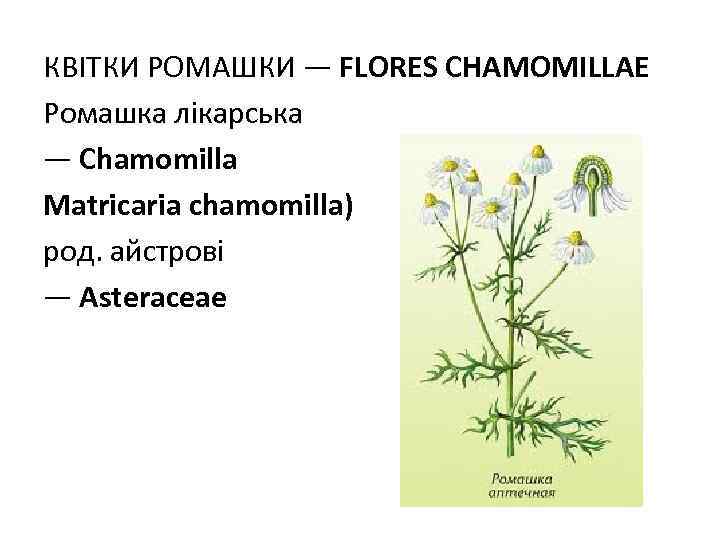 КВIТКИ РОМАШКИ — FLORES CHAMOMILLAE Ромашка лікарська — Chаmomilla Matricaria chamomilla) род. айстрові —