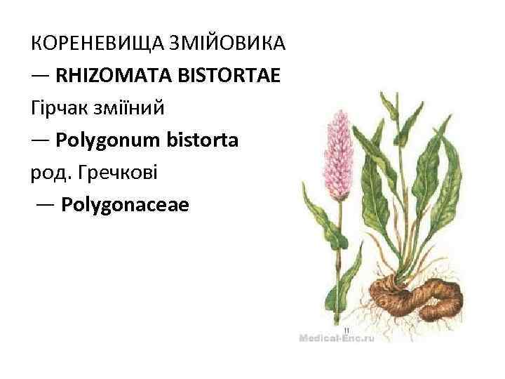 КОРЕНЕВИЩА ЗМIЙОВИКА — RHIZOMATA BISTORTAE Гірчак зміїний — Polygonum bistorta род. Гречкові — Polygonaceae