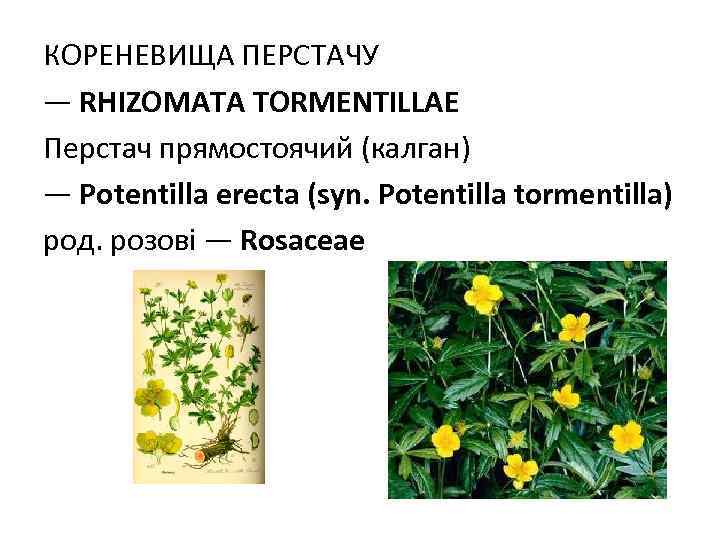 КОРЕНЕВИЩА ПЕРСТАЧУ — RHIZOMATA ТORMENTILLAE Перстач прямостоячий (калган) — Potentilla erecta (syn. Potentilla tormentilla)