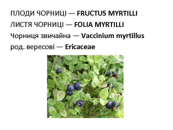 ПЛОДИ ЧОРНИЦI — FRUCTUS МYRTILLI ЛИСТЯ ЧОРНИЦI — FOLIA MYRTILLI Чорниця звичайна — Vaccinium