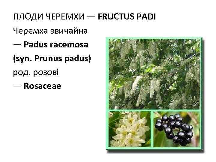 ПЛОДИ ЧЕРЕМХИ — FRUCTUS РADI Черемха звичайна — Padus racemosa (syn. Prunus padus) род.