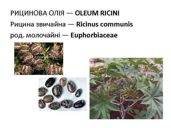 РИЦИНОВА ОЛIЯ — ОLEUM RICINI Рицина звичайна — Ricinus communis род. молочайні — Euphorbiaceae