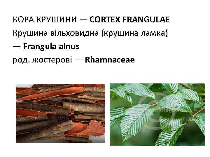 КОРА КРУШИНИ — CORTEX FRANGULAE Крушина вільховидна (крушина ламка) — Frangula alnus род. жостерові