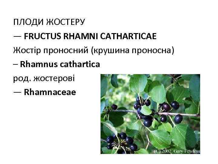 ПЛОДИ ЖОСТЕРУ — FRUCTUS RHAMNI CATHARTICAE Жостір проносний (крушина проносна) – Rhamnus cathartica род.