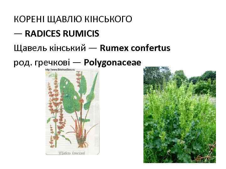 КОРЕНI ЩАВЛЮ КIНСЬКОГО — RADICES RUMICIS Щавель кінський — Rumex confertus род. гречкові —