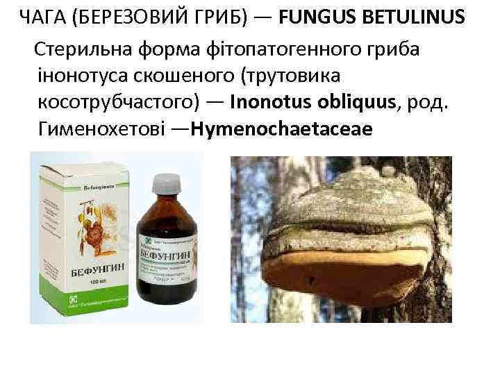 ЧАГА (БЕРЕЗОВИЙ ГРИБ) — FUNGUS BETULINUS Стерильна форма фітопатогенного гриба інонотуса скошеного (трутовика косотрубчастого)