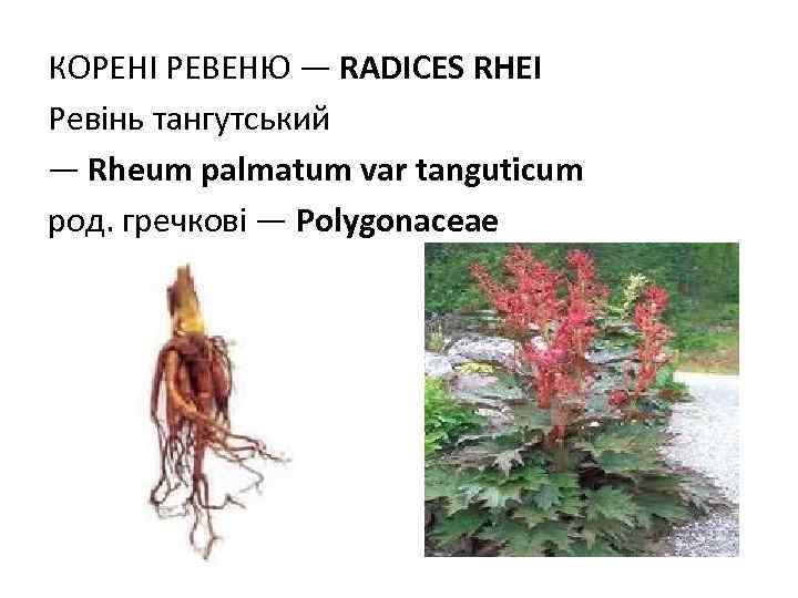 КОРЕНI РЕВЕНЮ — RADICES RHEI Ревінь тангутський — Rheum palmatum var tanguticum род. гречкові