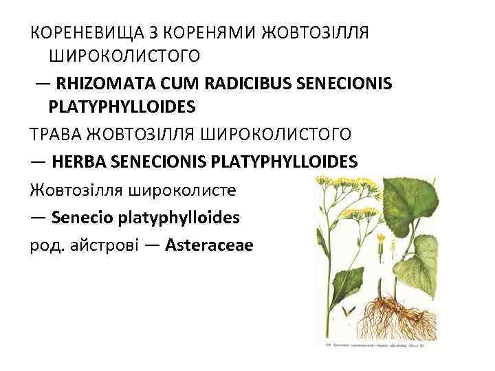 КОРЕНЕВИЩА З КОРЕНЯМИ ЖОВТОЗIЛЛЯ ШИРОКОЛИСТОГО — RHIZOMATA CUM RADICIBUS SENECIONIS PLATYPHYLLOIDES ТРАВА ЖОВТОЗIЛЛЯ ШИРОКОЛИСТОГО