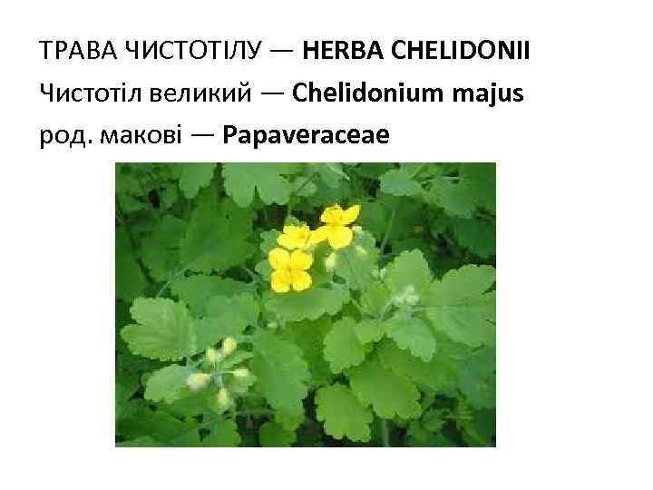 ТРАВА ЧИСТОТIЛУ — HERBA СHELIDONII Чистотіл великий — Chelidonium majus род. макові — Papaveraceae