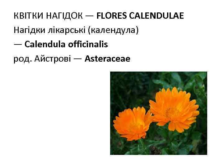 КВIТКИ НАГIДОК — FLORES CALENDULAE Нагідки лікарські (календула) — Calendula officinalis род. Айстрові —