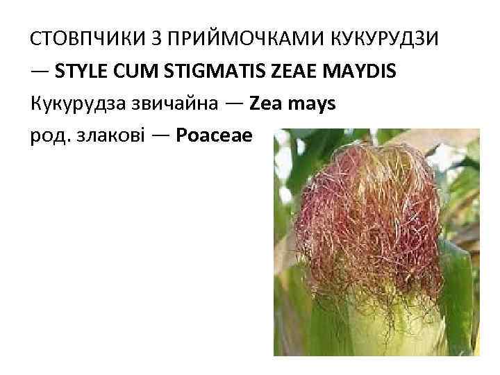 СТОВПЧИКИ З ПРИЙМОЧКАМИ КУКУРУДЗИ — STYLE CUM STIGMATIS ZEAE MAYDIS Кукурудза звичайна — Zea