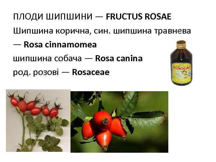 ПЛОДИ ШИПШИНИ — FRUCTUS ROSAE Шипшина корична, син. шипшина травнева — Rosa cinnаmomea шипшина