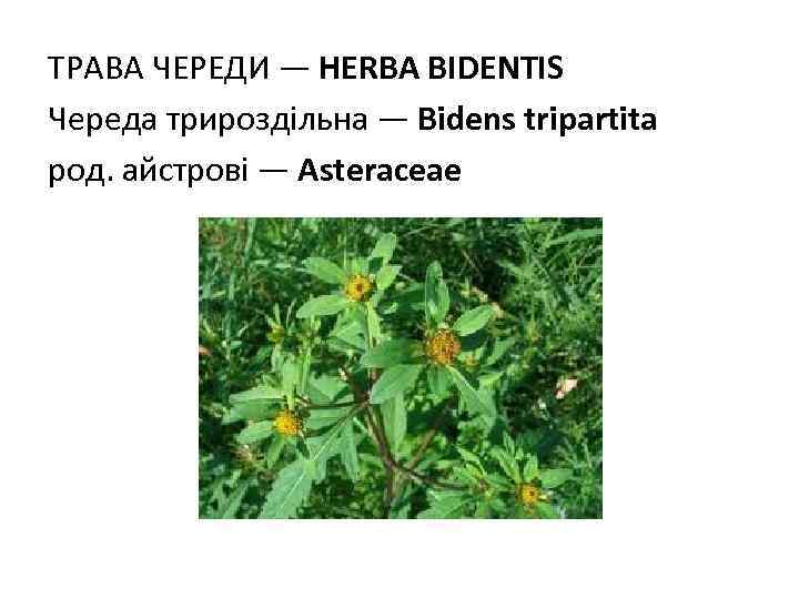 ТРАВА ЧЕРЕДИ — HERBA BIDENTIS Череда трироздільна — Bidens tripartita род. айстрові — Asteraceae