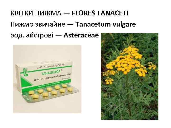 КВIТКИ ПИЖМА — FLORES TANACETI Пижмо звичайне — Tanacetum vulgare род. айстрові — Asteraceae