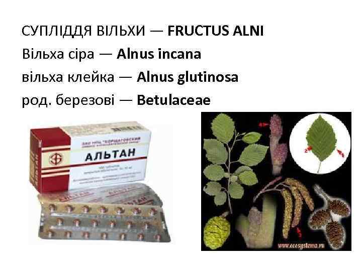 СУПЛIДДЯ ВIЛЬХИ — FRUCTUS АLNI Вільха сіра — Alnus incana вільха клейка — Alnus