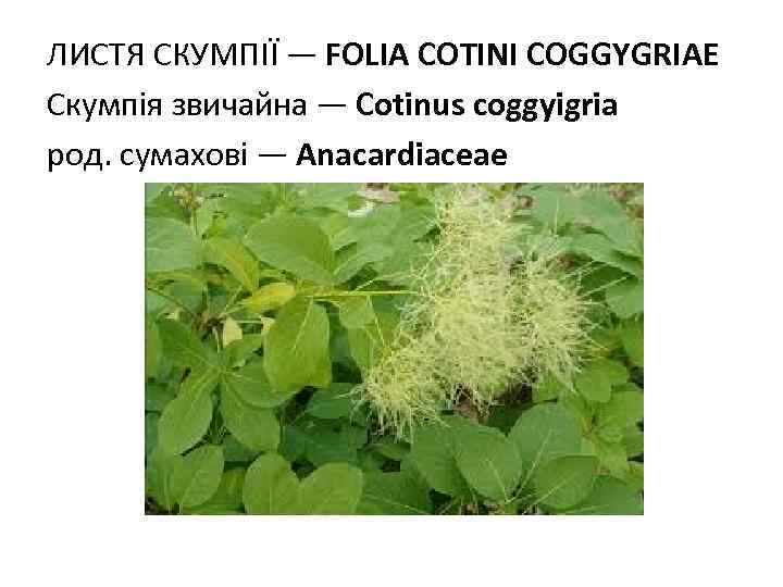 ЛИСТЯ СКУМПIЇ — FOLIA СOTINI COGGYGRIAE Скумпія звичайна — Сotinus coggyigria род. сумахові —