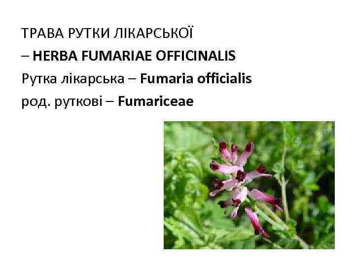 ТРАВА РУТКИ ЛІКАРСЬКОЇ – HERBA FUMARIAE OFFICINALIS Рутка лікарська – Fumaria officialis род. руткові