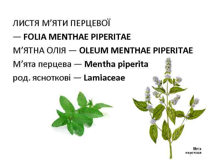 ЛИСТЯ М’ЯТИ ПЕРЦЕВОЇ — FOLIA MENTHAE PIPERITAE М’ЯТНА ОЛIЯ — OLEUM MENTHAE PIPERITAE М’ята