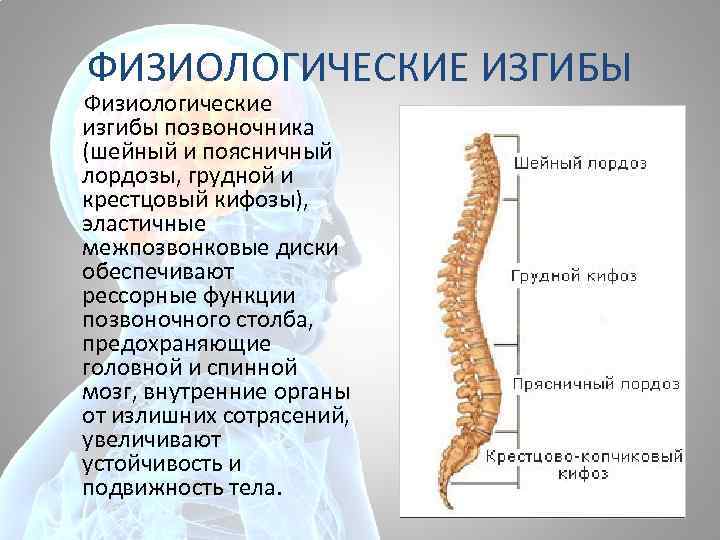 ФИЗИОЛОГИЧЕСКИЕ ИЗГИБЫ Физиологические изгибы позвоночника (шейный и поясничный лордозы, грудной и крестцовый кифозы), эластичные