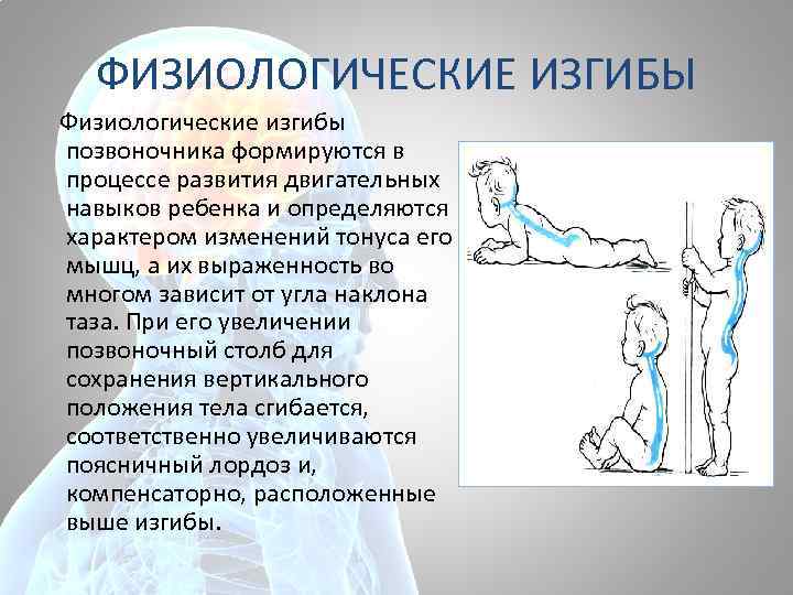 ФИЗИОЛОГИЧЕСКИЕ ИЗГИБЫ Физиологические изгибы позвоночника формируются в процессе развития двигательных навыков ребенка и определяются