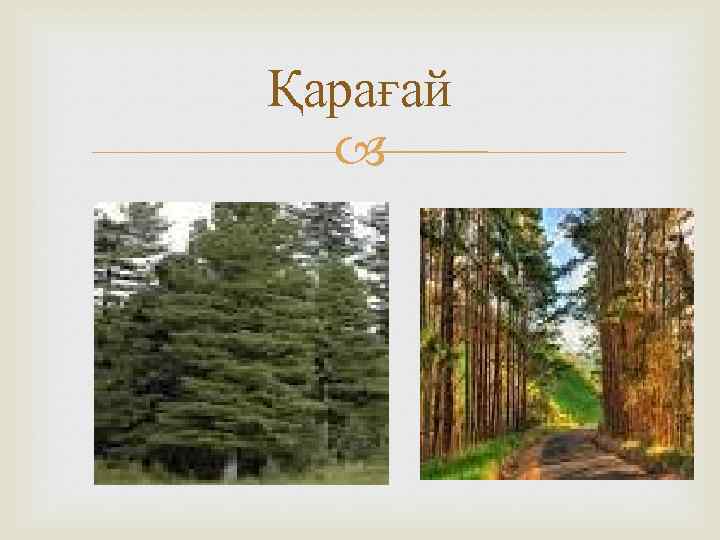 Қарағай 