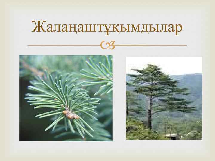 Жалаңаштұқымдылар 