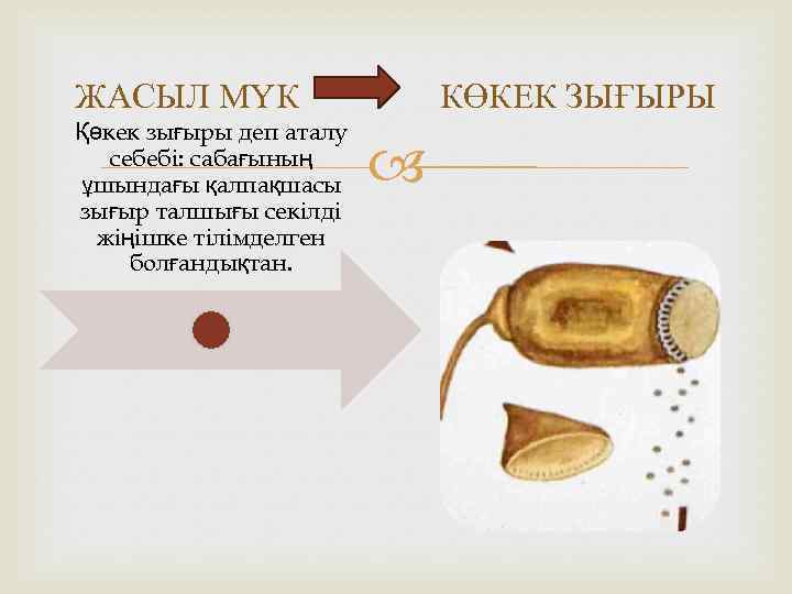 ЖАСЫЛ МҮК КӨКЕК ЗЫҒЫРЫ Қөкек зығыры деп аталу себебі: сабағының ұшындағы қалпақшасы зығыр талшығы