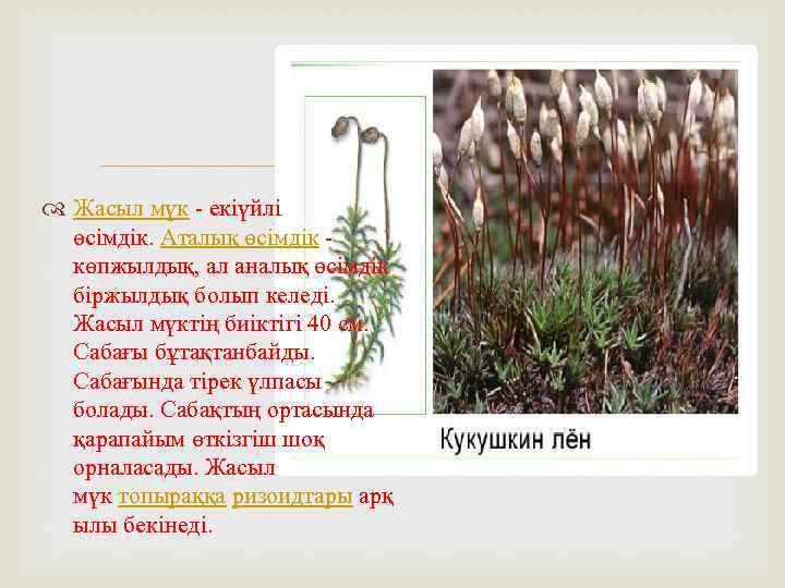  Жасыл мүк - екіүйлі өсімдік. Аталық өсімдік - көпжылдық, ал аналық өсімдік біржылдық