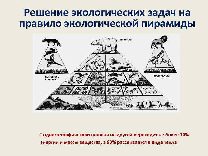 Решение экологических задач на правило экологической пирамиды С одного трофического уровня на другой переходит