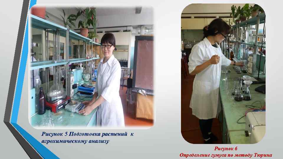 Рисунок 5 Подготовка растений к агрохимическому анализу Рисунок 6 Определение гумуса по методу Тюрина