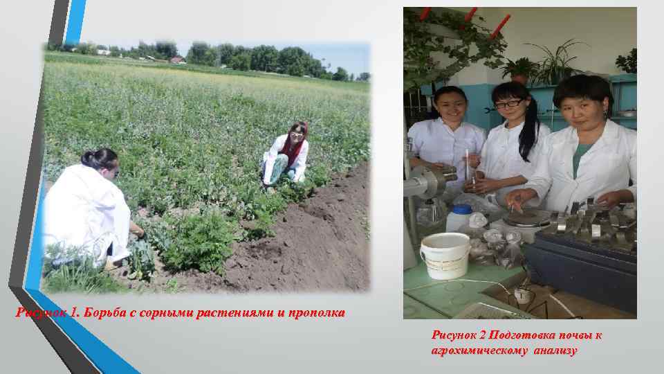 Рисунок 1. Борьба с сорными растениями и прополка Рисунок 2 Подготовка почвы к агрохимическому