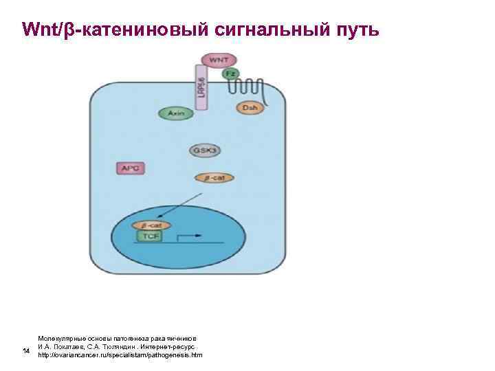 Wnt/β-катениновый сигнальный путь   Молекулярные основы патогенеза рака яичников И. А. Покатаев, С.