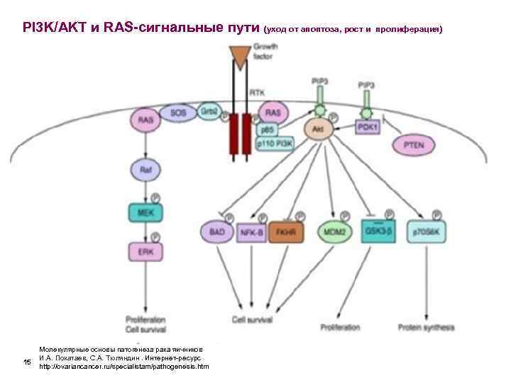 PI 3 K/AKT и RAS-сигнальные пути (уход от апоптоза, рост и пролиферация)  