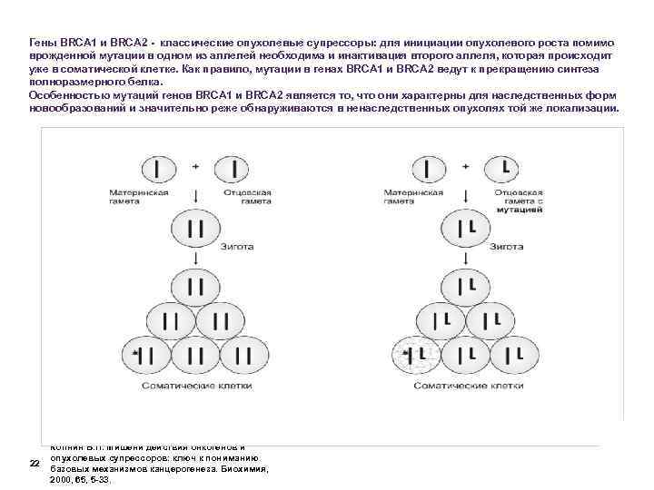 Гены BRCA 1 и BRCA 2 - классические опухолевые супрессоры: для инициации опухолевого роста